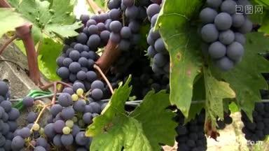 种植园里的葡萄